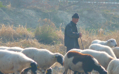 All We Like Sheep…and Fancy Bunnies