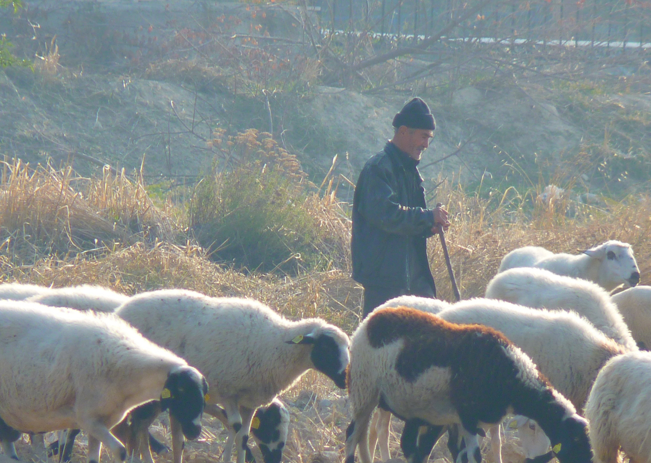 Sheep looking into the camera