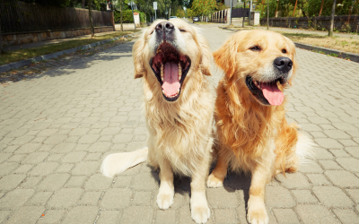 Giving Thanks for Animals