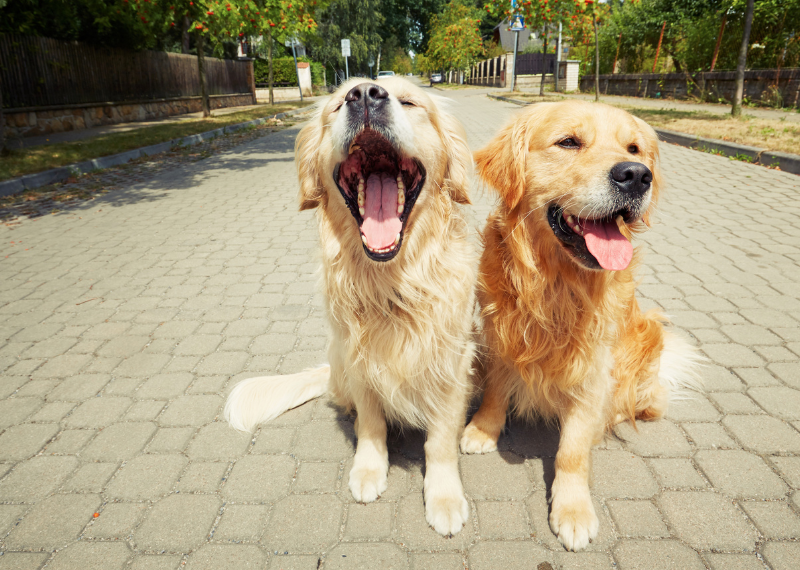 Giving Thanks for Animals