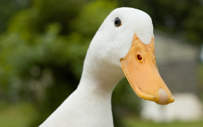 Dangers of Ducks in a Row