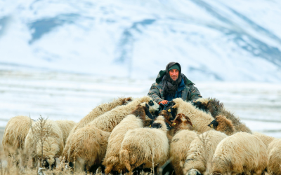 Being a good shepherd