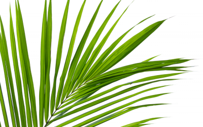 Real Hope on Palm Sunday