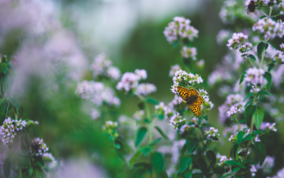 Hope of the Butterfly