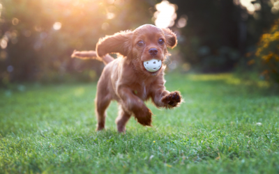 Puppy-ness