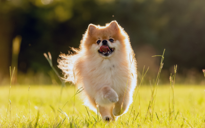 Christ in Pomeranians